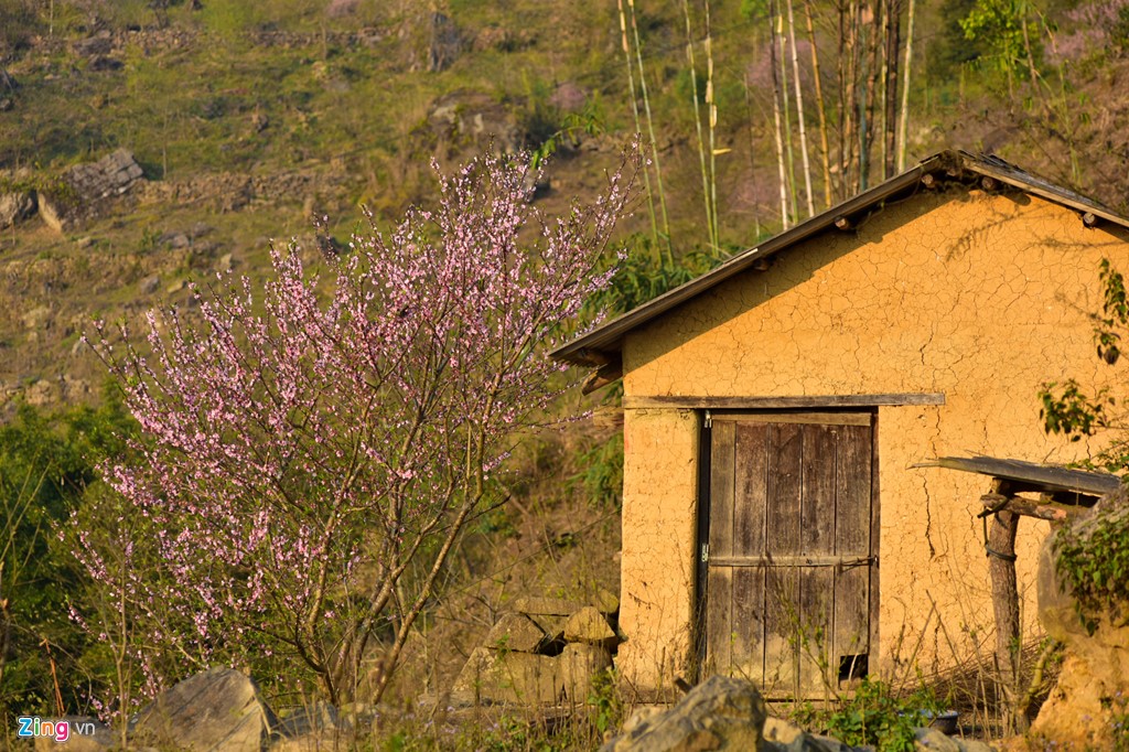 Hoa đào Y Tý nở rộ quyến rũ du khách đường xa