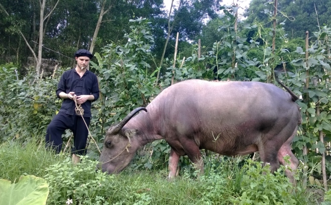 Khách Tây chăn trâu, bắt cá ở làng quê Thái Nguyên