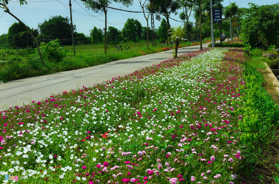 Đường hoa mười giờ độc đáo nhất Hà Nội