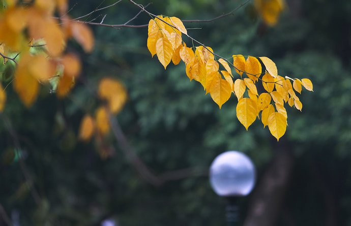 Hà Nội mùa lá vàng