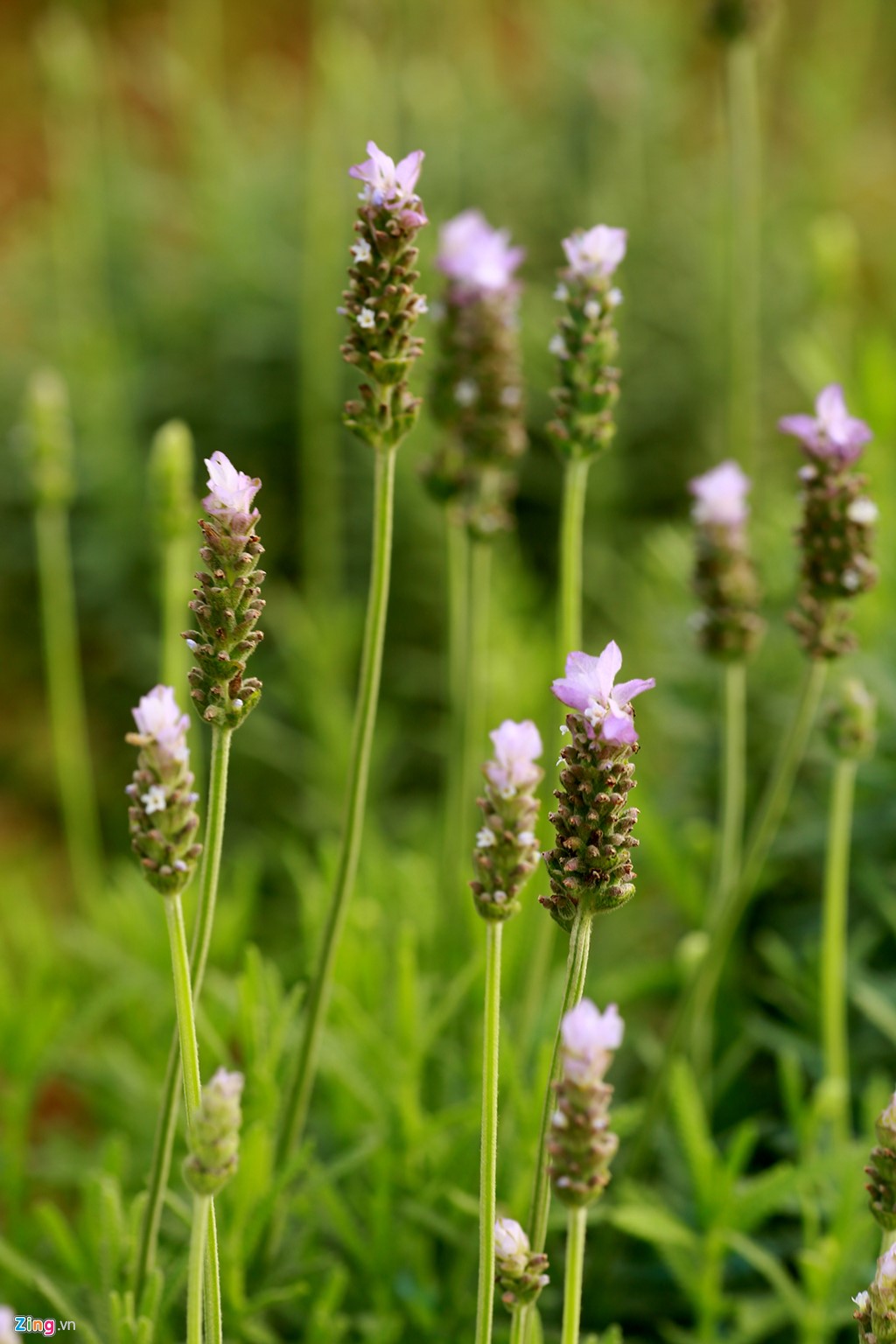 Cánh đồng hoa lavender đầu tiên ở Hà Nội