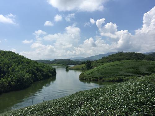 Thơ mộng đảo chè Thanh Chương