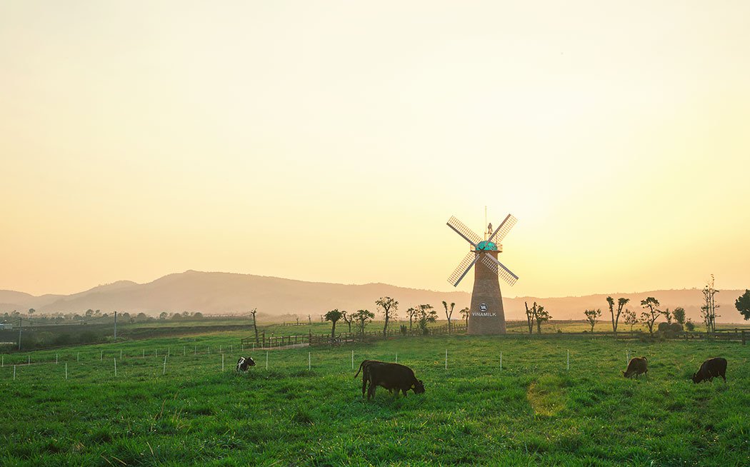 Vinamilk Organic Milk Farm, trang trại bò sữa đẹp như ở trời Âu tại Đà Lạt