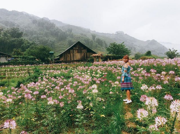 Phát hiện cánh đồng hoa hồng Ri đẹp ngất ngây ở Sapa