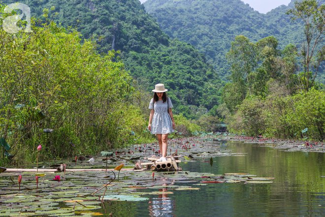 Không cần đi đâu xa, ngay ở Hà Nội cũng có một chốn ngập hoa súng, cảnh đẹp như phim cổ trang