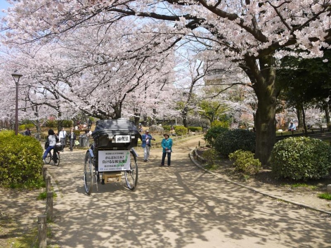 7 điểm ngắm hoa anh đào ở Tokyo