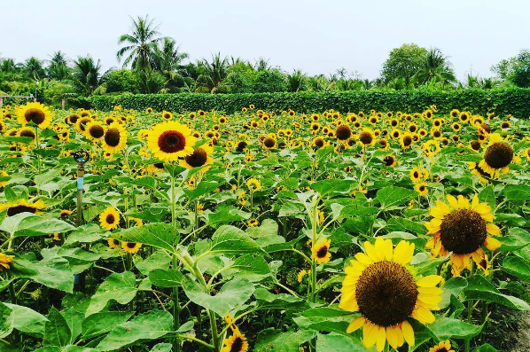 Cánh đồng hoa hướng dương ở vườn hoa Mãn Đình Hồng đang nở rộ, rủ bạn bè đi săn ảnh đẹp thôi nào